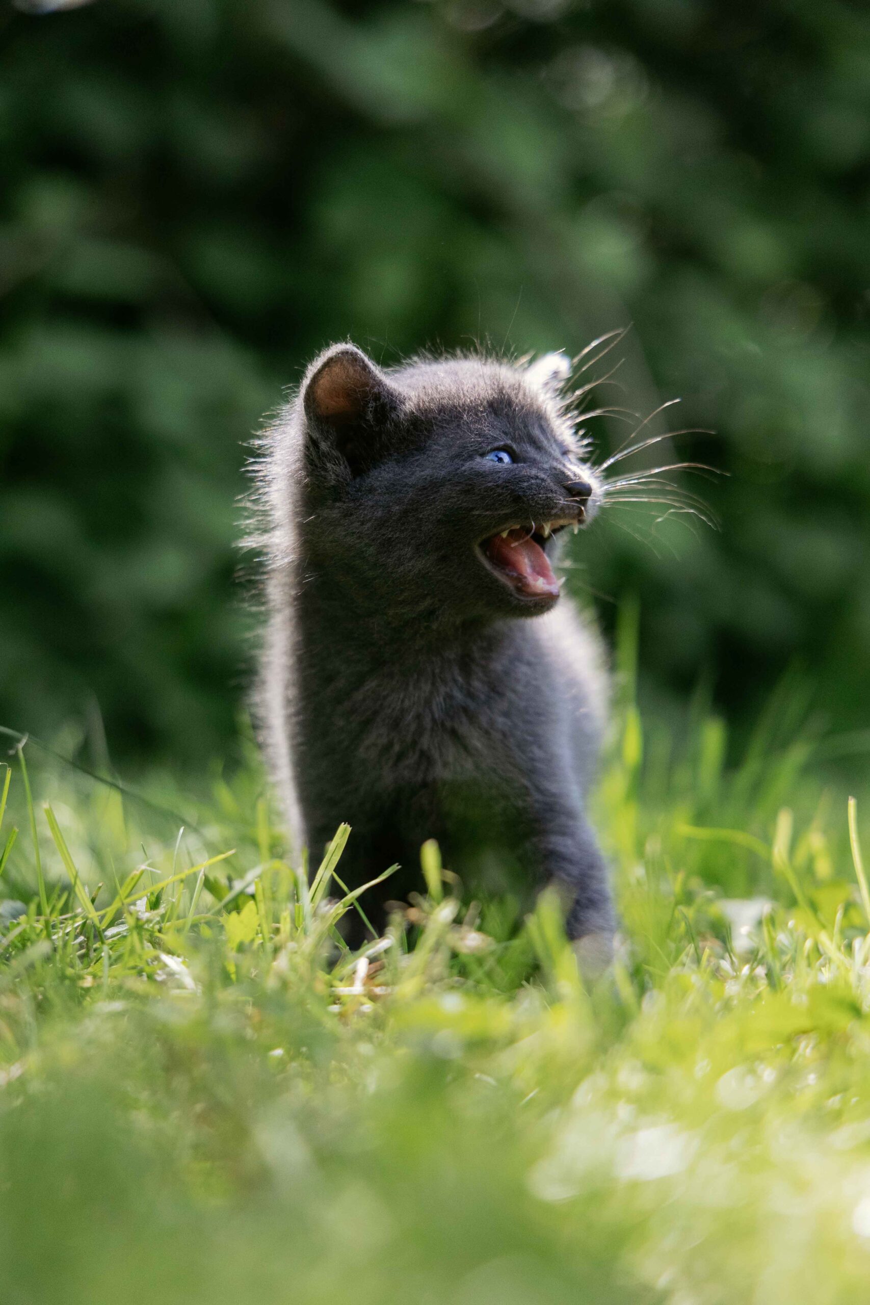 kitten